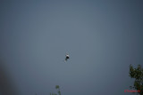 test-sony-a7-iii-_151.JPG