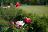 test-sony-a7-iii-_178.JPG
