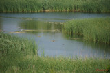 Sony-100-400-GM-OSS_48.JPG