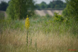 Sony-100-400-GM-OSS_66.JPG