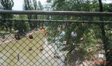 lacatele-iubirii-love-locks-timisoara_05.JPG
