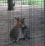 zoo-cangur-bennet-timisoara_03.JPG