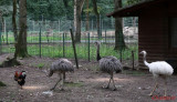 zoo-emu-timisoara.JPG
