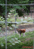 zoo-maimuta-hussar-timisoara.JPG