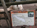 zoo-ponei-shetland-timisoara_03.JPG