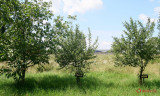 muzeul-satului-timisoara_28.JPG