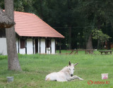 muzeul-satului-timisoara_40.JPG