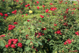 parcul-rozelor-trandafiri-timisoara_26.JPG