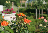 parcul-rozelor-trandafiri-timisoara_28.JPG