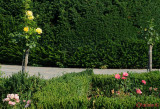 parcul-rozelor-trandafiri-timisoara_32.JPG