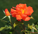 parcul-rozelor-trandafiri-timisoara_33.JPG