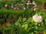 parcul-rozelor-trandafiri-timisoara_40.JPG