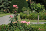 parcul-rozelor-trandafiri-timisoara_41.JPG