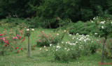 parcul-rozelor-trandafiri-timisoara_54.JPG