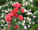 parcul-rozelor-trandafiri-timisoara_59.JPG