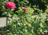 parcul-rozelor-trandafiri-timisoara_15.JPG