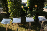 parcul-rozelor-trandafiri-timisoara_18.JPG