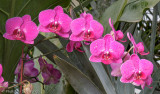Phalaenopsis Hybrid Orchids