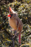 Northern Cardinal - female