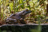 Bull Frog