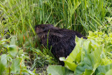 North American Beaver