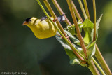 American Goldfinch - male
