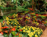Rain Forest
