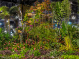 Rain Forest
