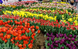Water for Tulips