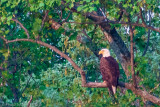 Core Creek Eagle