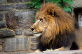 African Lion