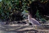 Green-backed Heron