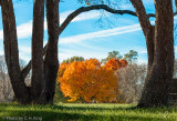 Autumn Color Framed