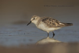 Little stint - Calidris minuta