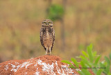 Burrowing owl - Athene cunicularia