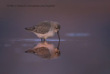 Dunlin - Calidris alpina