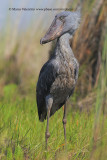 Shoebill - Balaeniceps rex