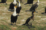 White-breasted Cormorant - Phalacrocorax lucidus