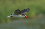 African skimmer - Rynchops flavirostris