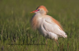 Western Cattle egret - Bubulcul ibis