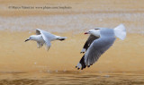 Black-billed gull - Larus bulleri