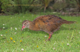 Weka - Gallirallus australis