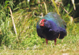 Takahe - Porphyrio hochstetteri