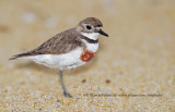 Banded dotterel - Charadrius bicinctus