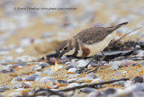 Banded dotterel - Charadrius bicinctus