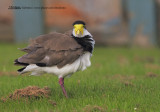 Spur-winged Plover - Vanellus miles