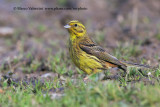 Yellowhammer - Emberiza citrinella