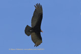 Lesser yellow-headed vulture - Cathartes burrovianus