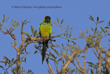 Black-hooded parakeet - Nandayus nenday