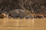 Jaguar - Panthera onca